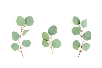 Obraz premium Green leaves eucalyptus isolated on white background. Flat lay, top view.