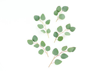 Green leaves eucalyptus isolated on white background. Flat lay, top view.