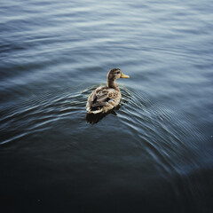 duck on the water