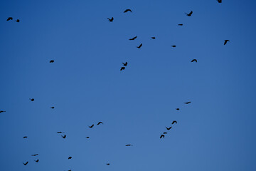 Krähen am blauen Himmel suchen Ihren Schlafplatz auf