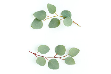 Wreath frame made of branches eucalyptus and leaves isolated on white background. Flat lay, top view © K.Decor