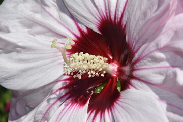 Malwa - słupek i pręciki. Wnętrze kwiatu © drlmk