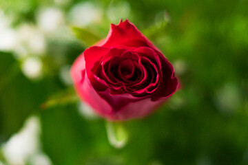 red roses
