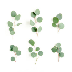 Green leaves eucalyptus isolated on white background. Flat lay, top view.