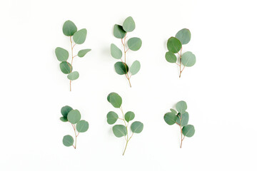 Green leaves eucalyptus isolated on white background. Flat lay, top view.