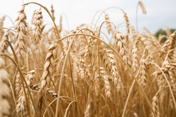 Summer landscape of wheat field. Ripe cereals field. Golden spikelets of ripe wheat close up