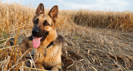 German shepherd posing on the background of ripe wheat spikelets