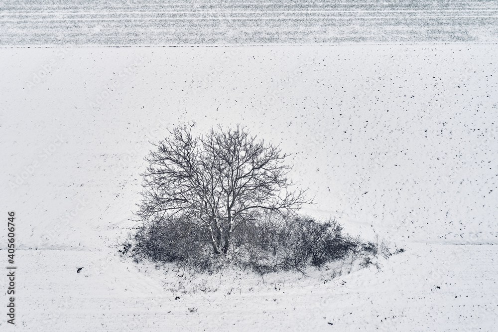 Wall mural aerial view of lonely tree in field covered with snow in cold winter morning, drone pov