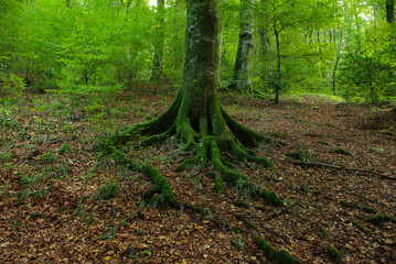 Detail of a tree in a wood with the roots emerging from the ground covered with moss