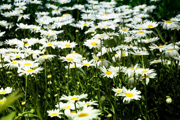 White daisies in the garden