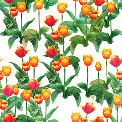 Fototapeta na wymiar Red and orange tulips spring pattern on white background
