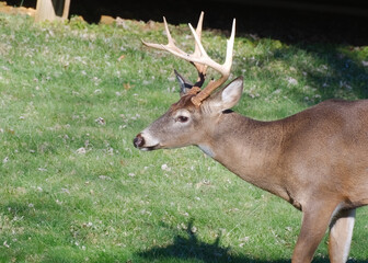 Side view of a Whitetail deer buck in Maryland