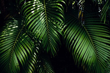 Tropical palm leaves in forest.  Light and shadow of green leaves of tropical plants for nature pattern and background.
