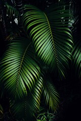 Tropical palm leaves in forest.  Light and shadow of green leaves of tropical plants for nature pattern and background. © panumas