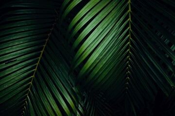 Tropical palm leaves in forest.  Light and shadow of green leaves of tropical plants for nature...