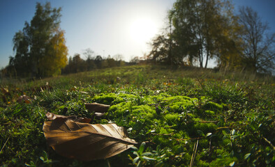 Low angle shot of some dry autumn on fresh green grass in the park