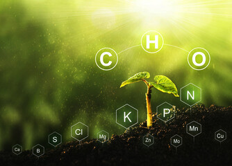 Role of nutrients mineral in Bean plant and soil life with digital mineral nutrients icon.	