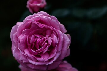 Pink rose In a black background.  Copy space  in vintage flowers  for input text.