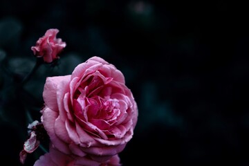 Pink rose In a black background.  Copy space  in vintage flowers  for input text.