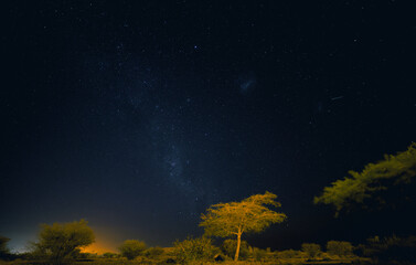 Low angle shot of some green trees on starry night background