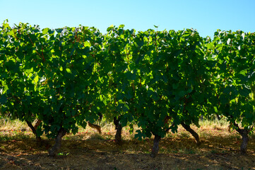 Fototapeta premium Green vineyards located on hills of Jura French region ready to harvest and making red, white and special jaune wine, France