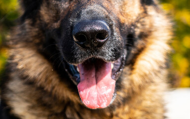 Dog (closeup) - German Shepherd. Beautiful animal 