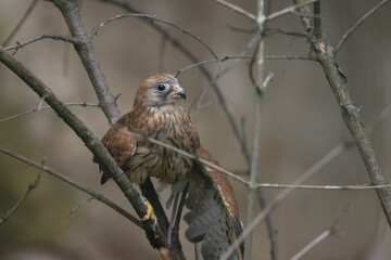 Common kestrel stands on a branch in the treetops and holds the prey under the wing in the claws .(Falco tinnunculus) 