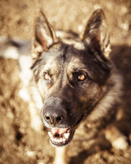 Dog - German Shepherd. Beautiful animal 