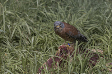 Common kestrel standing on its prey in the large grass. (Falco tinnunculus) 