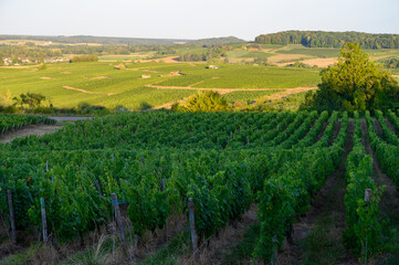 Fototapeta na wymiar Green vineyards located on hills of Jura French region ready to harvest and making red, white and special jaune wine, France