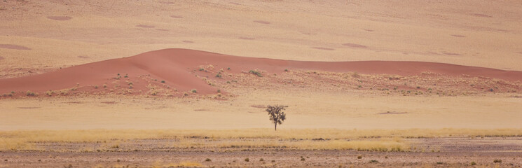 Fototapeta na wymiar Sossus Vlei, Sesriem, Parque Nacional Namib Naukluft, Desierto del Namib, Namibia, Afirca