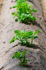 Young potato plants growing on farm field in springtime