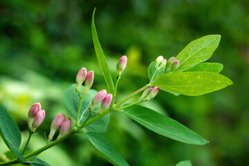 Close-up of Tatar honeysuckle branch with buds. Lonicera tatarica flowering plant, selective focus.
