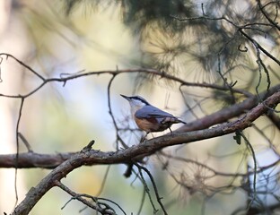 Little colorful bird on a branch.
Eurasian nuthatch