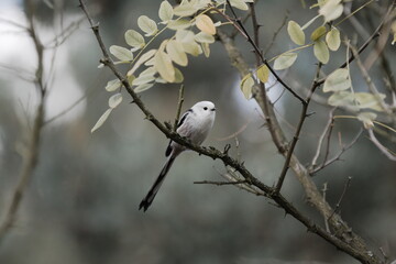 Little white bird on a branch. Aegithalos caudatus