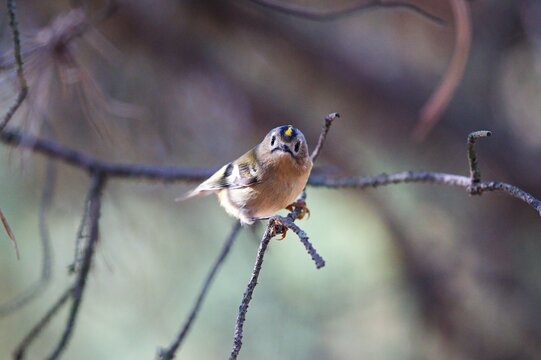 Little colorful bird on a branch.Regulus regulus