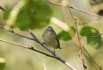 Little colorful bird on a branch.Regulus regulus