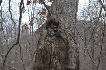 Unusual unique rotting tree trunk with image