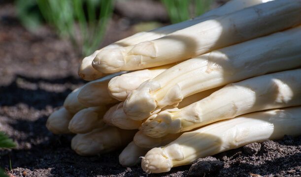 New harvest of high quality big Dutch washed white asparagus vegetables on farm