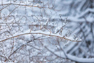 snowy tree branch in winter forest