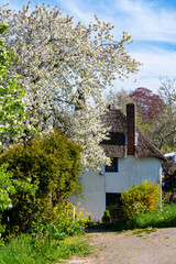 Old white house with reed roof and brick chimney in fruit orchard with blossoming of cherry tree...