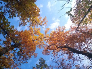 autumn trees in the sky