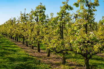 Obraz na płótnie Canvas Rows with plum or pear trees with white blossom in springtime in farm orchards, Betuwe, Netherlands