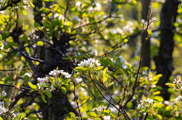 Spring white blossom of plum or pear trees in orchard, close up