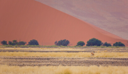 Obraz premium Springbuck o Gacela saltarina, Sossus Vlei, Sesriem, Parque Nacional Namib Naukluft, Desierto del Namib, Namibia, Afirca
