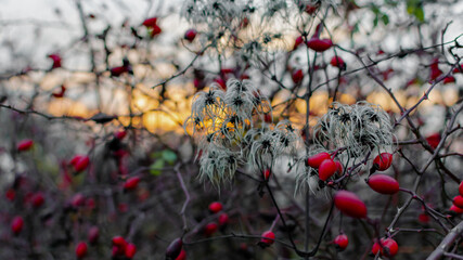 Kloster Eberbach in Eltville am Rhein in Deutschland, im Herbst