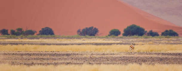 Fototapeta na wymiar Springbuck o Gacela saltarina, Sossus Vlei, Sesriem, Parque Nacional Namib Naukluft, Desierto del Namib, Namibia, Afirca