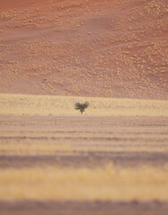Sossus Vlei, Sesriem, Parque Nacional Namib Naukluft, Desierto del Namib, Namibia, Afirca