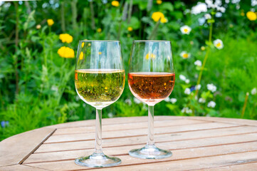 Tasting of Dutch rose and dry white wine on vineyard in summer