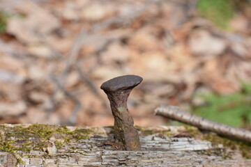 Closeup of old railroad spike in abandoned tie